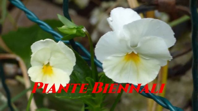 Le Differenze Tra Piante Annuali Biennali E Perenni #giardinaggio #gardenersworld A Monfestino
