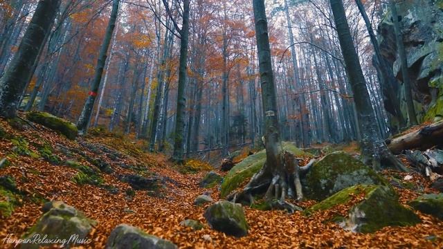 Instantly Forget All Worries And Fears With Gentle Soothing Hang Drum Music
