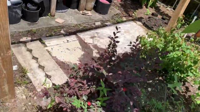 July Garden Tour!🪴✨🌿//Ultimate Gardening