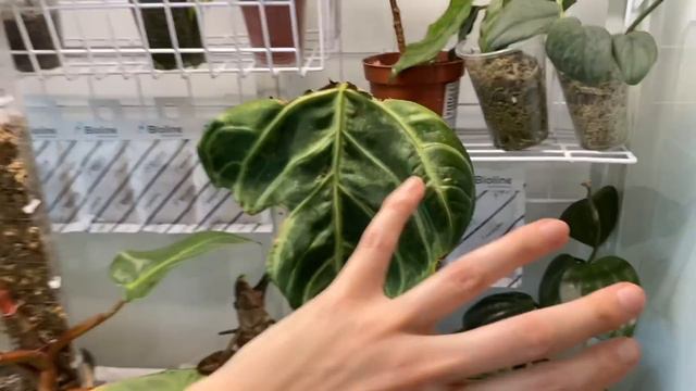 A Day Of Plant Chores, Challenges + WEIRD Questions 🌿 Houseplant Rehab And Chat