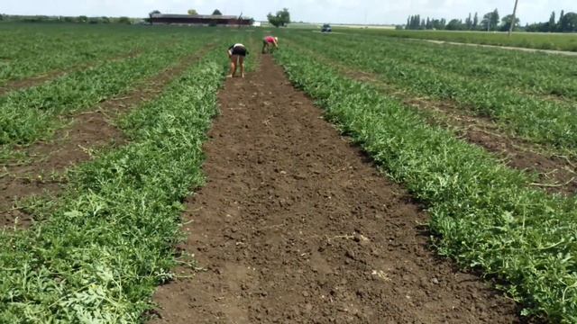 15 июня 2017 г. выращивание арбуза , не повторяйте ошибки