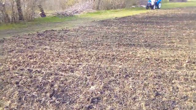 Посіяв суданку