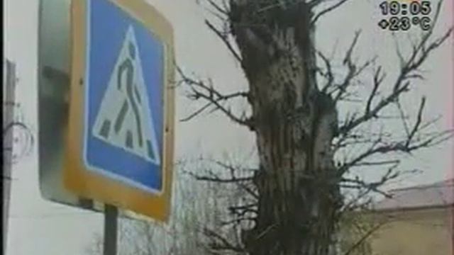 Обрезка тополей в Чите.
