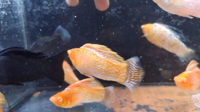 Велиферы Карена