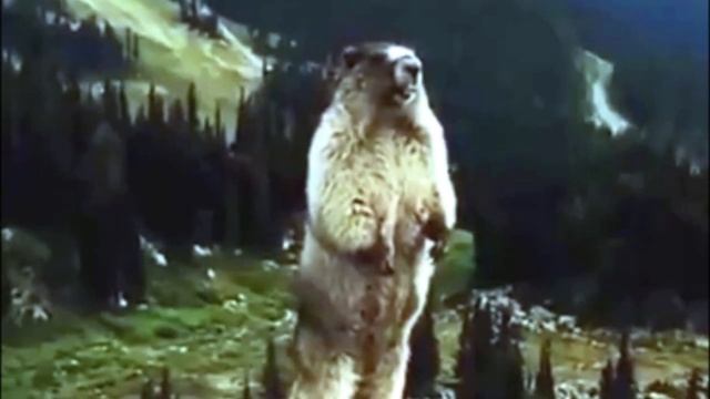 3ec4808631ab5424c96ef8bd0c8ad965