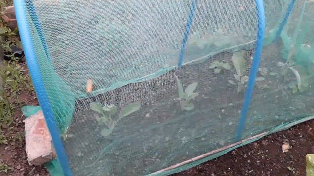 Wind Damage & Moisture Levels Gardening Allotment UK] [Grow Vegetables At Home ]