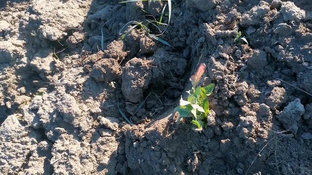 коп 2021 с металлоискателем гаррет 250 зачетные находки