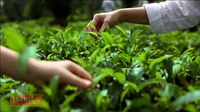 Impra Tea - Чай Импра