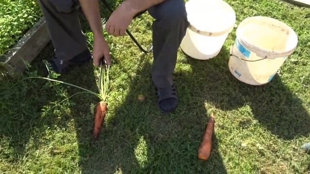 УРОЖАЙ МОРКОВИ И СВЕКЛЫ 2021!!!