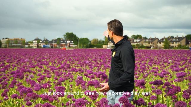 Kwekerij | Alliums Bij Van Berkel (NL & ENG)