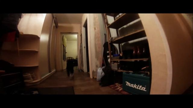 Китайская пуховка играет с игрушкой