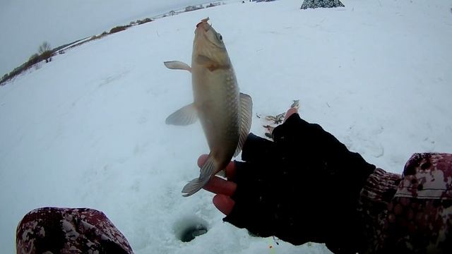 НАЛОВИЛ КУЧУ КАРАСЕЙ В ЯНВАРЕ!!! Зимняя рыбалка на карася 2022г. Рыбалка на платнике.