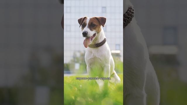 5 фактов о породе Джек-рассел-терьер #джекрасселтерьер #джекрассел #собаки