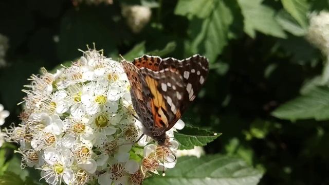 Бабочка. Как прекрасен этот мир, посмотри!