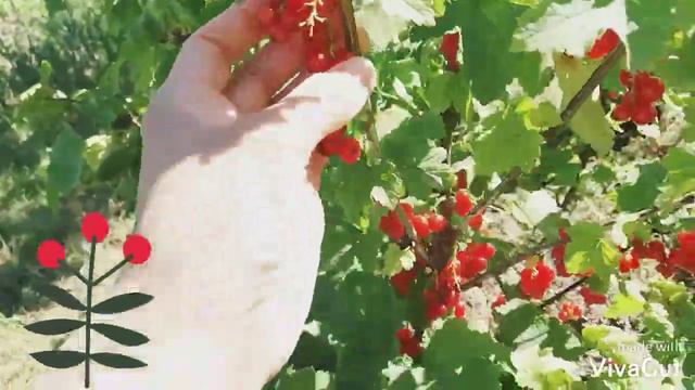 Гуляем в саду/Ягоды...