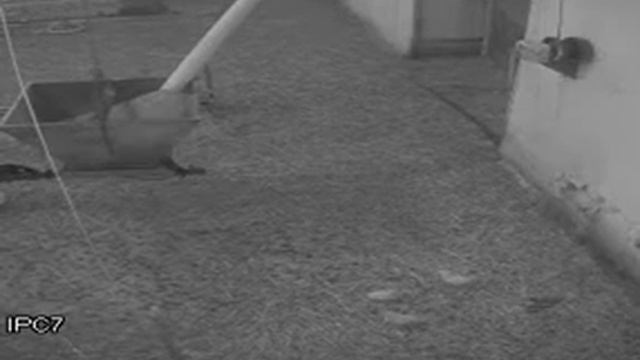 Охота крыс на птенцов курици