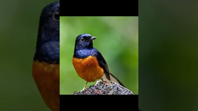 Burung Murai dan info murai bird review video