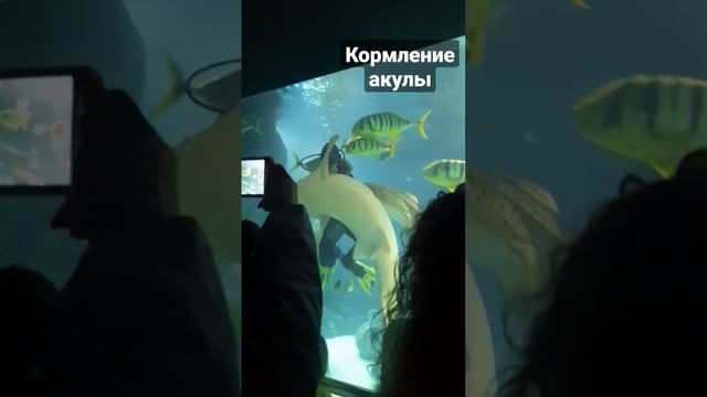 настоящая акула в океанариуме