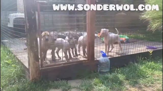 Xolo For Sale / ЩЕНКИ КСОЛО