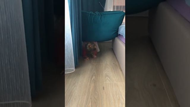 Af88a932fbfb9a20d62ad996622db8a3