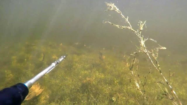 Что значит полный прозрак на подводной охоте: отличная видимость для подвохов