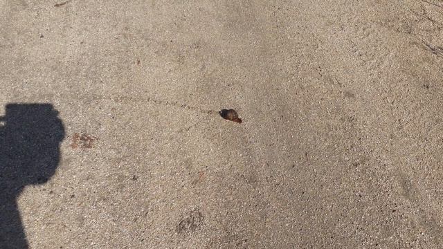 Улитка на дороге!