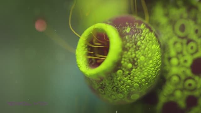 Technical Hitch Feat Elis Regina - E A Sua Voz (Master)