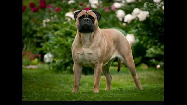 Щеночки и собачки. Милашки