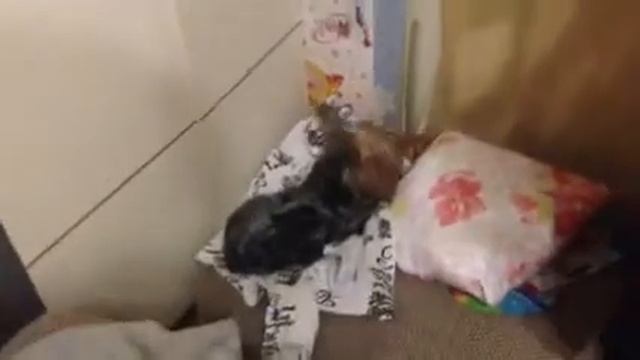 Sneezing Dog чихающий йорк