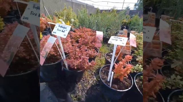 Барбарис 13.06.2023