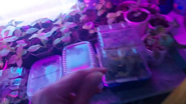 Обзор РАССАДЫ на 8.3 шикардосные петунии ТАЙДЕЛЫ