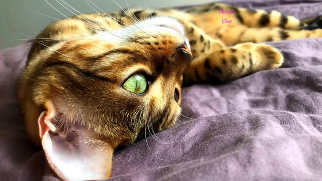 What You Must Now About Beautiful World Of Bengal Cats!
