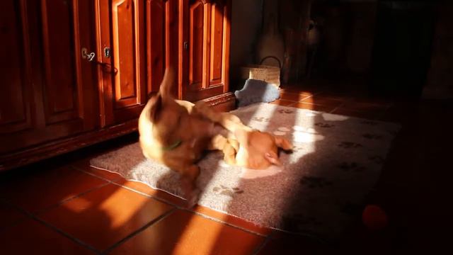 Fulmine 7 Weeks Old And Cicco 7 Months Old