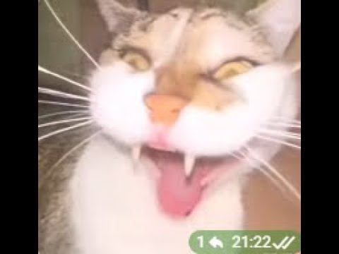 Lethal Company №4 Feat. Isachi, Romuru