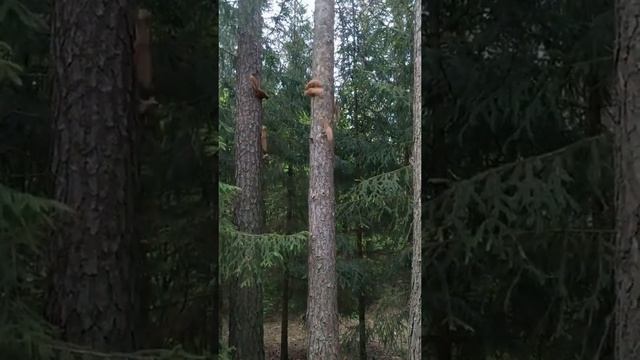 СЕМЬЯ БЕЛОК