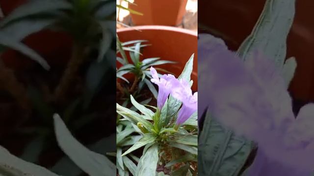 # Ruellia Simplex /Mexican Petunia / Florida Bluebells Or Britton's Petunia.