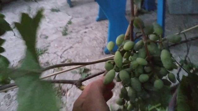 8c3a56829caea4691ab3c2dbe0163af0