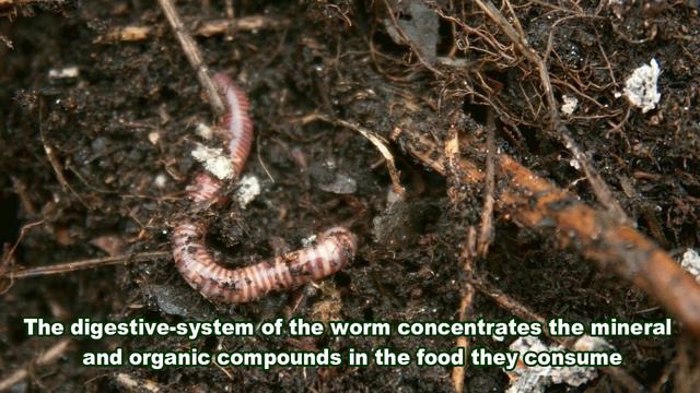 This Amazing Animals Will Make The Soil In Your Garden Very Fertile Without Fertilizer - Gardening