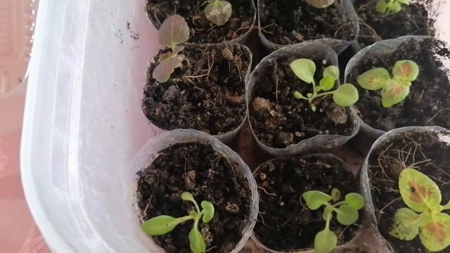 Мои кнопочки, колеус