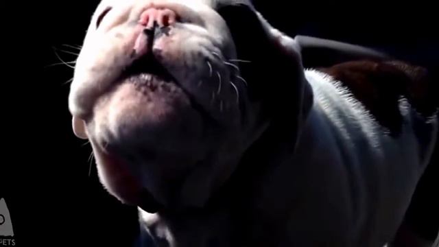 Собаки с другой планеты