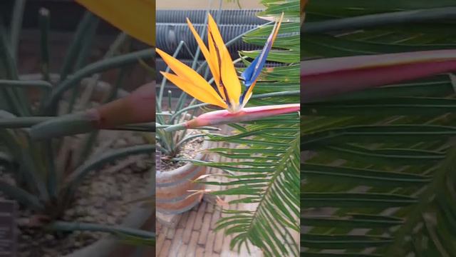 Bird Of Paradise Flower