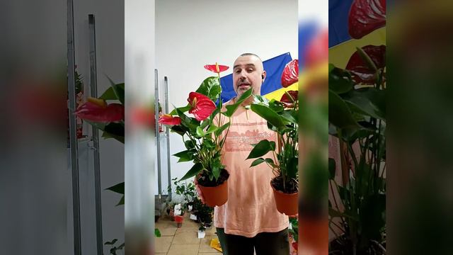 Крупноцветковый Антуриум Андрэ Исудо, цена 350 гривен! Бронь в вайбер 0996782355
