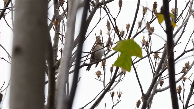 Birding Century Park, Shanghai. December 2018.