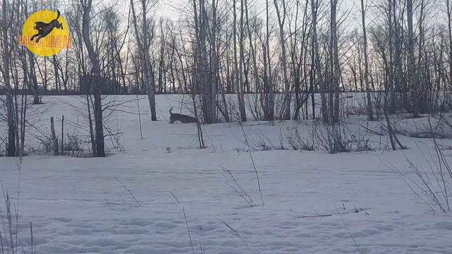 Школа Шмеля. Подготовка к вебинару с Tomi Sarkkinen.