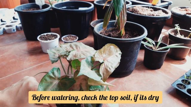 Syngonium /Arrow Head Plant | #growandcare | The Phytophile 🌿