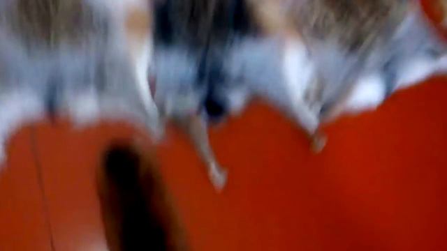 Мои шкуры пушных зверей.