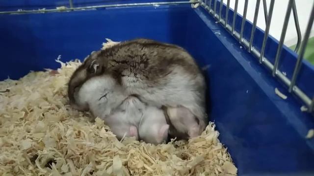 Жесть 8 хомяков+кормящая мать,многодетная семья,хомячиха,хомячки, видео про хомяков,мать кормящая