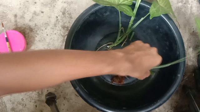 ออมนาค Syngonium Podophyllum Cares,