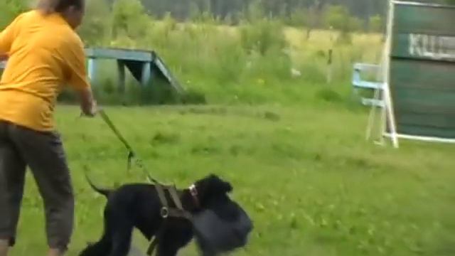 Ризенята
