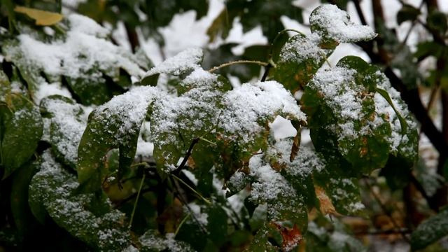 Первый снег.